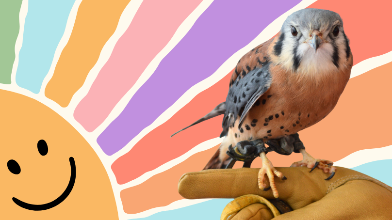 An illustrated sun smiles over a rainbow. A kestral sits perched on a hand on the right side of the sun.