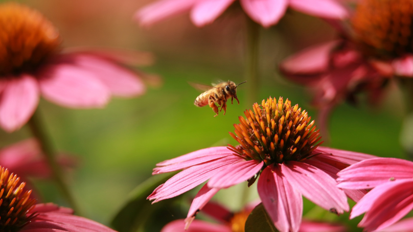 A bee, upclose, in front of pink flowers.