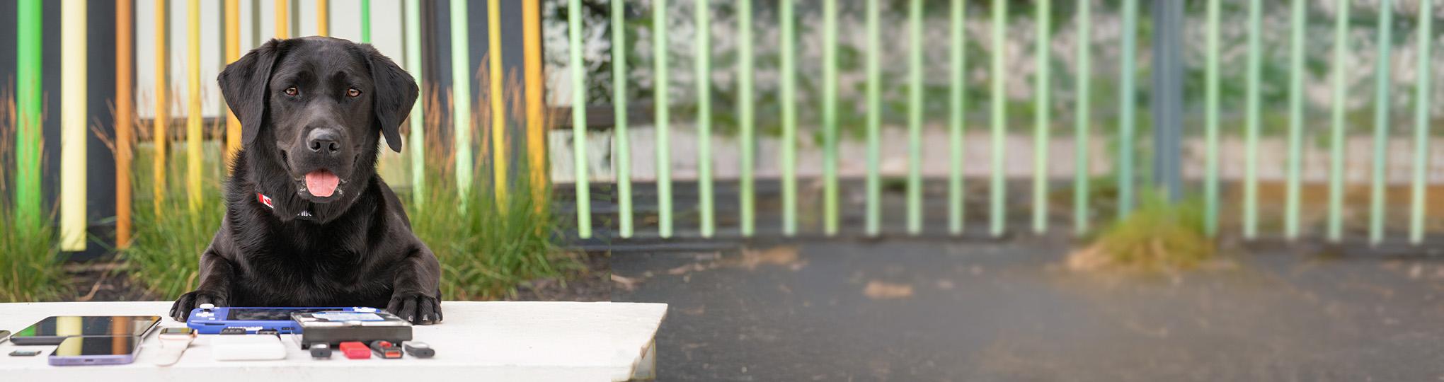 An image of Electronic Storage Detection K9 Willow in front of electronic devices