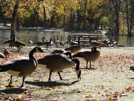 Geese in Park