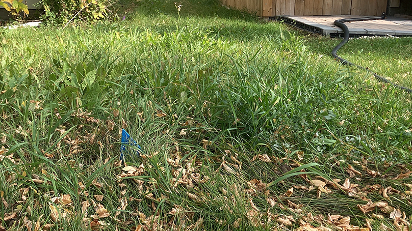 Long grass in excess of 6 inches