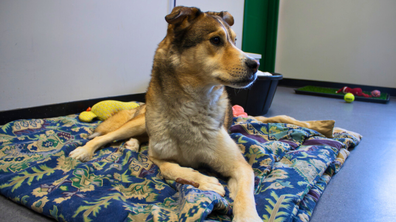 Dog on a dog bed at Winnipeg Animal Services