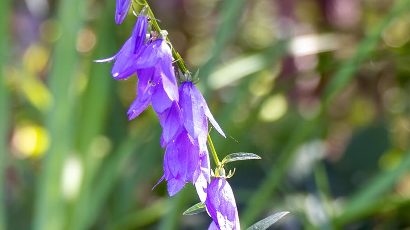 purple creeping bellflower stem