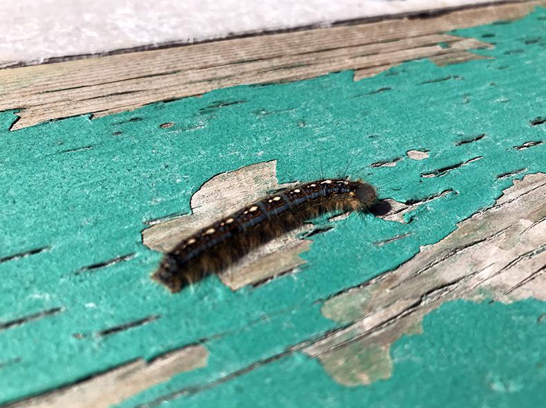 The program works to reduce populations of spring and fall cankerworms and other species of pest caterpillars.