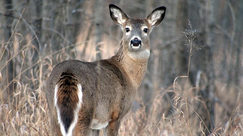 Feeding wildlife is now prohibited (with the exception of birds).