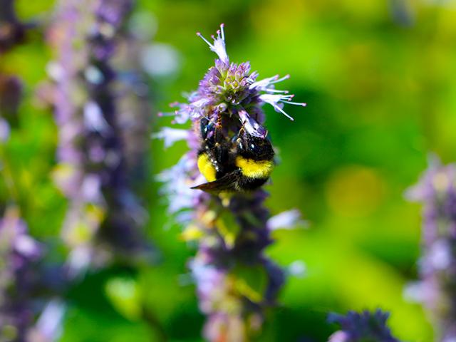 The Loving Lemons Lemonade Stand organizers were given a tour of the Living Prairie Museum to learn more about pollinator conservation.