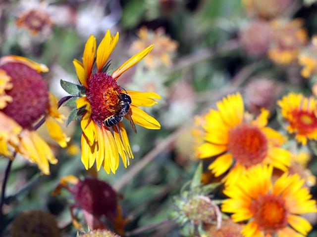 The Loving Lemons Lemonade Stand organizers were given a tour of the Living Prairie Museum to learn more about pollinator conservation.