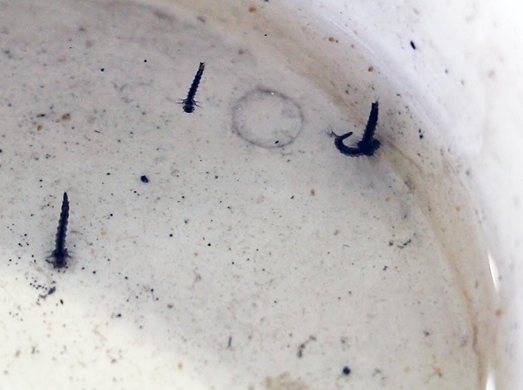 Mosquito larvae in water