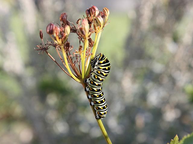 The Living Prairie Museum sits on a 12 hectare preserve set aside in 1968. It features more than 160 species of prairie plants.