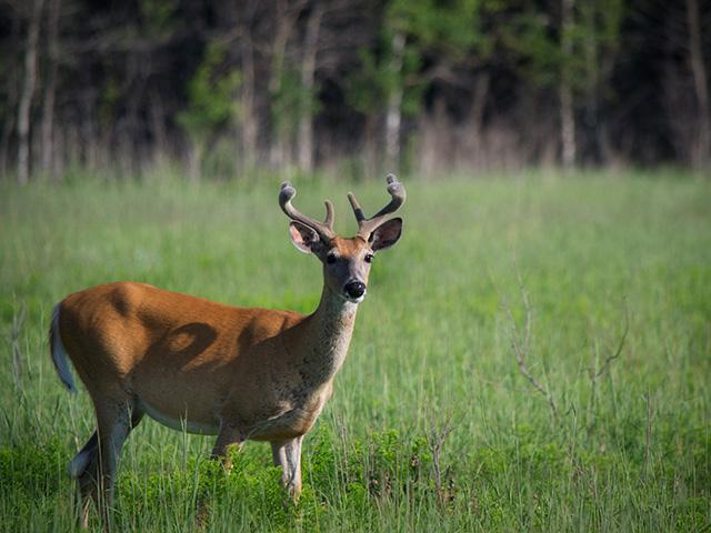 The Living Prairie Museum sits on a 12 hectare preserve set aside in 1968. It features more than 160 species of prairie plants.