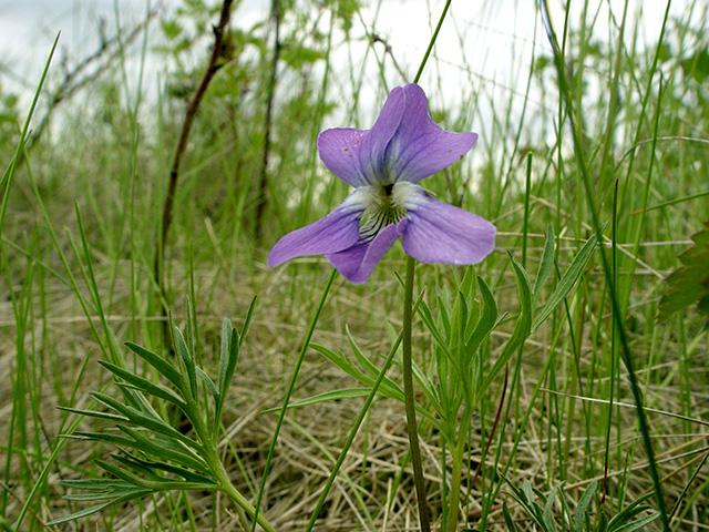 The Living Prairie Museum sits on a 12 hectare preserve set aside in 1968. It features more than 160 species of prairie plants.