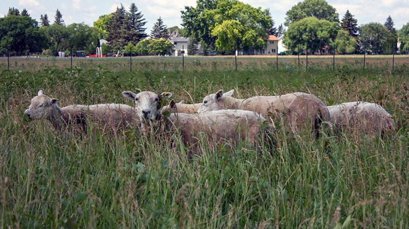 Living Prairie Museum has sheep grazing through July.