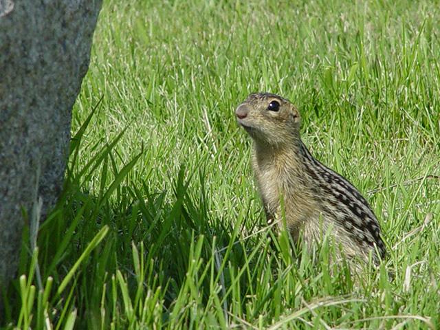 The Living Prairie Museum sits on a 12 hectare preserve set aside in 1968. It features more than 160 species of prairie plants.