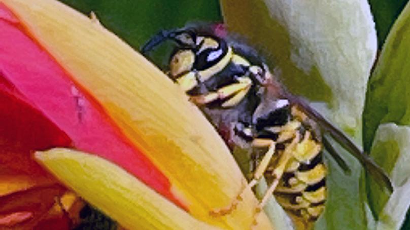Wasp on a flower