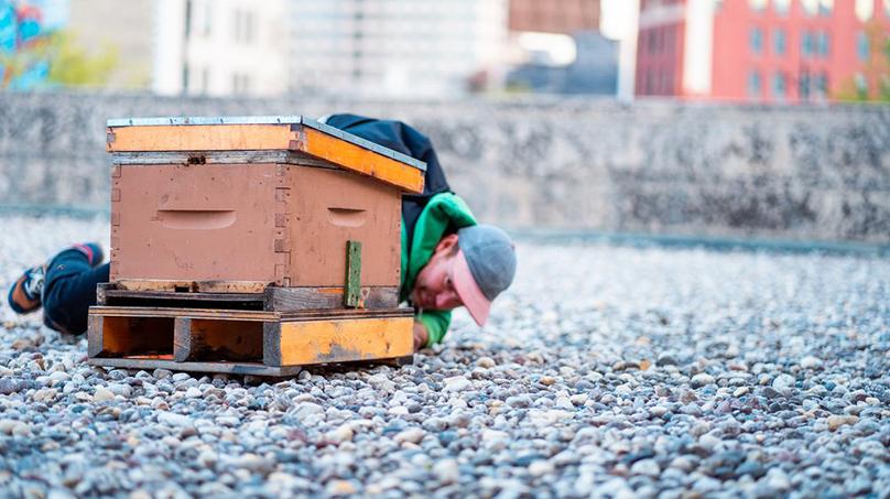 The hive is installed on the Susan A Thompson Building in June 2022. Credit: Beeproject Apiaries / Kyle Thomas Creative