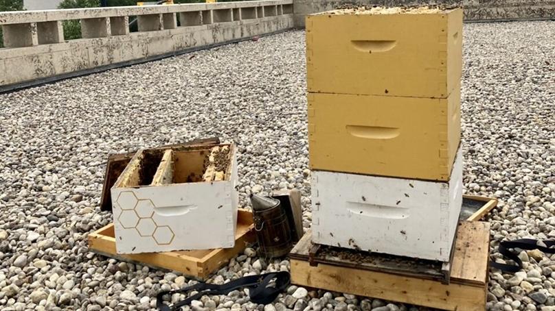 The hive on the Susan A Thompson Building in 2021. Credit: Beeproject Apiaries