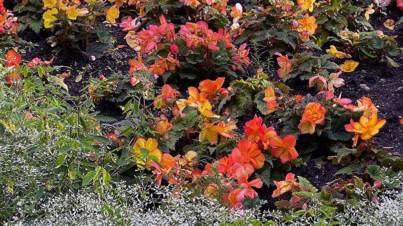 Begonias were planted to form the Orange Heart garden.
