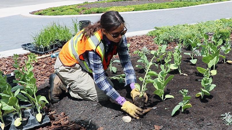 A gardener works in a flower bed at Winnipeg City Hall.