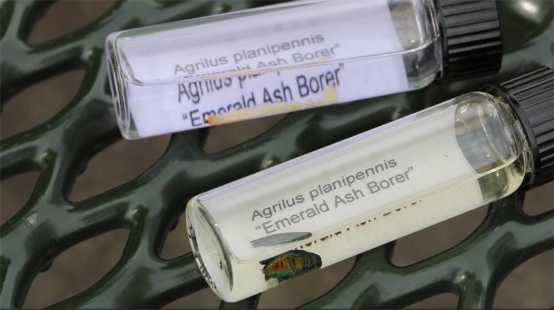 Various stages of the emerald ash borer.