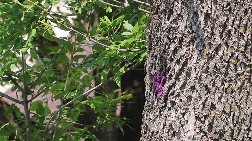 Ash tree selected for removal will have a purple dot painted on the bark.