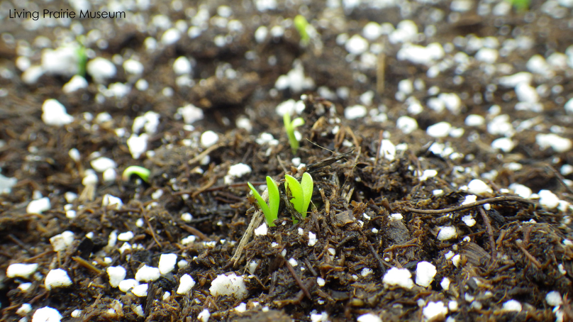 Liatris sprouting out of the soil at Living Prairie Museum