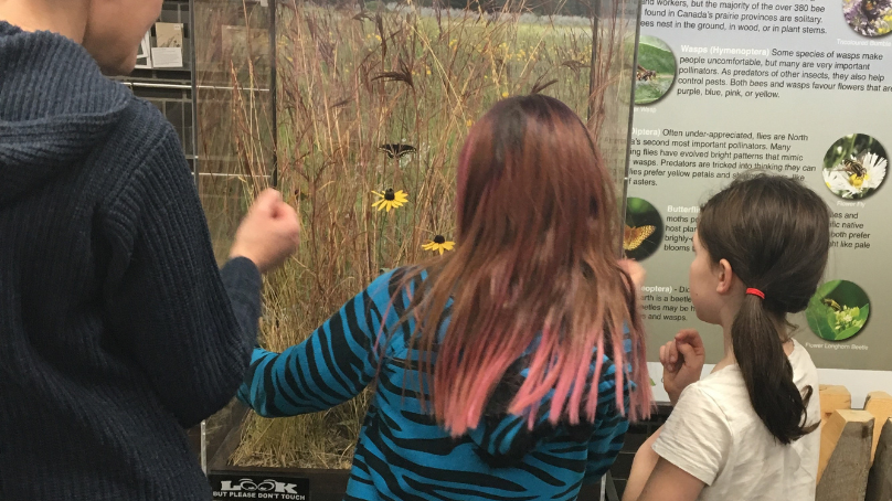 The pollinator exhibit at Living Prairie Museum