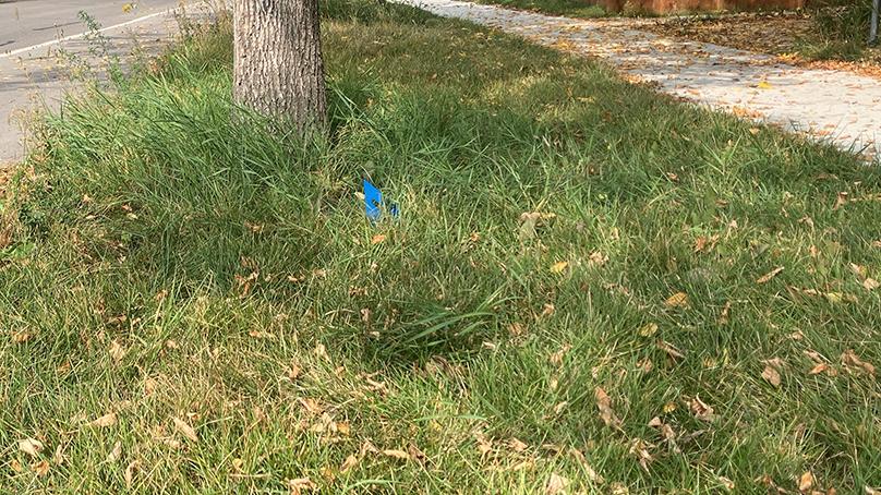 Grass longer than six inches on a boulevard.