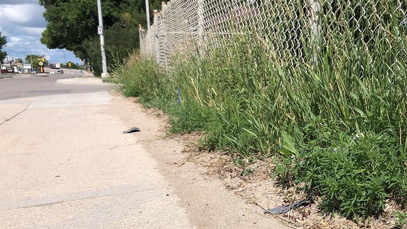 Grass longer than six inches along a sidewalk.