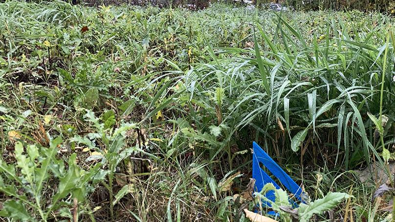 Grass longer than six inches and uncontrolled noxious weeds (thistle).