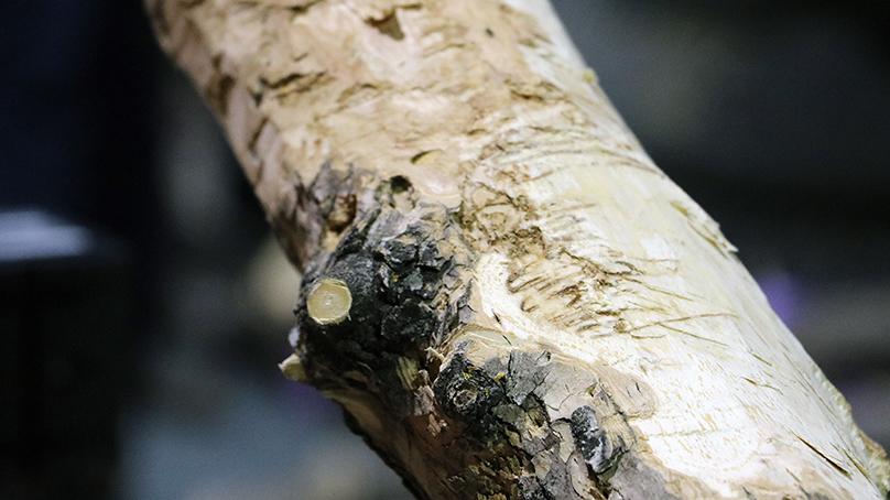 Tree bark infested with EAB.