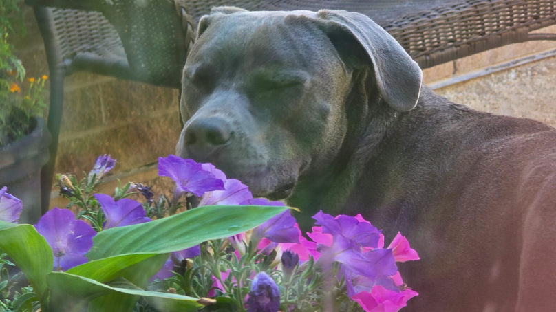 Kirby is one of the dogs currently available for adoption at Winnipeg Animal Services