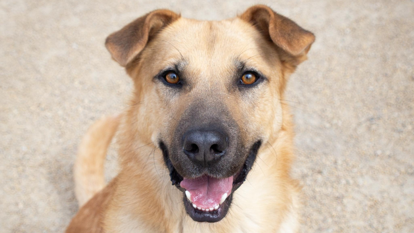 Maple is one of the dogs currently available for adoption at Winnipeg Animal Services