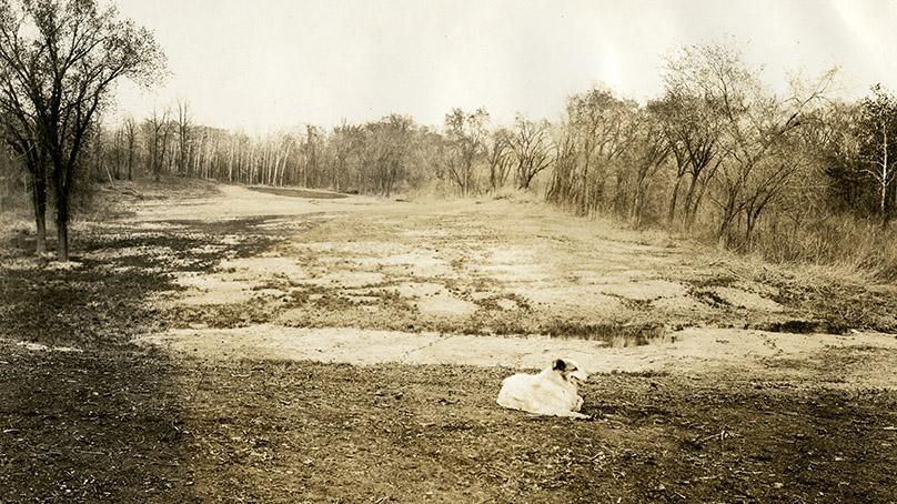 A dog at Windsor Park Golf Course during its construction, ca. 1924. Photo by Cyril Jessop
