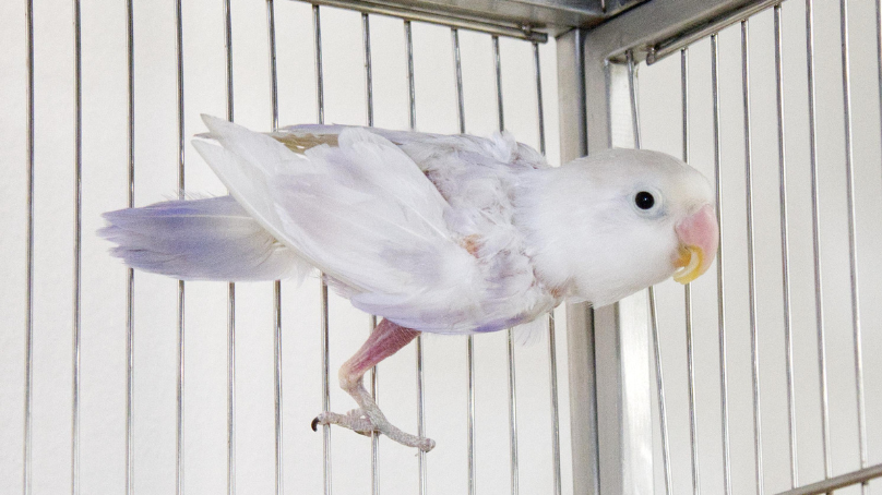 Winnipeg Animal Services brought more than 40 birds into care.