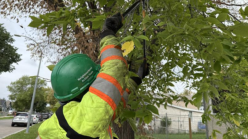 Neighbourhood Action Team members trim a hazardous tree branch.
