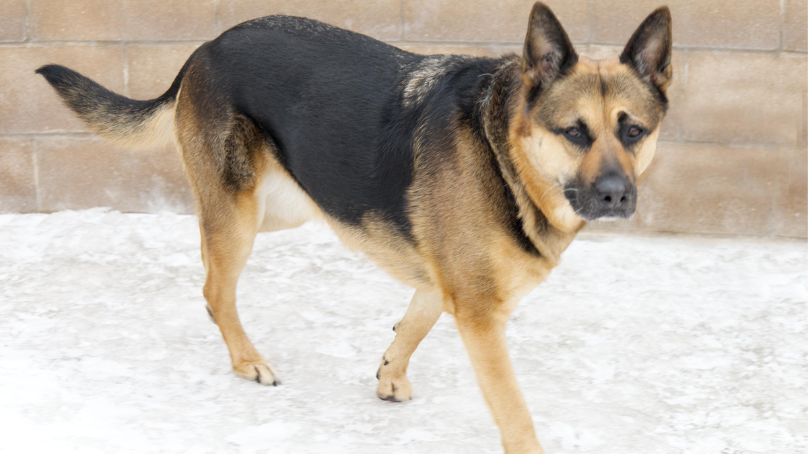 Maisy has been at Animal Services for nearly 100 days
